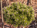 Pinus mugo Prezident IMG_5098 (VALENTA) Sosna kosodrzewina